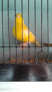 Canaries for sale