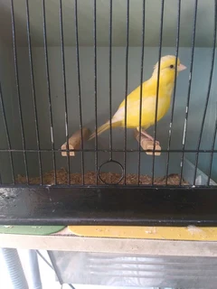 Canaries for sale