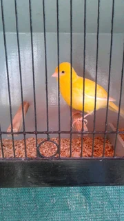 Canaries for sale