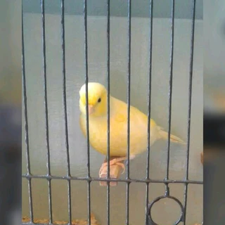 Canaries for sale