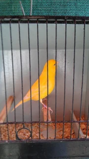 Canaries for sale
