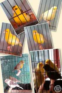 Canaries for sale