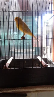 Canaries for sale