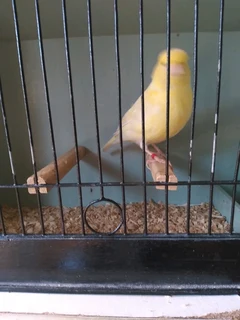 Canaries for sale