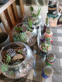 Succulents and Cactus