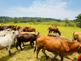 Amazing Cows For Sale In Hazelmere Verulam