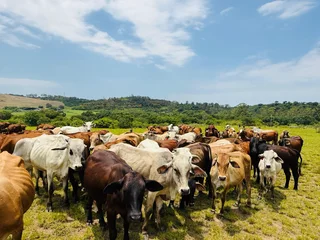 AMAZING COWS FOR SALE IN HAZELMERE VERULAM