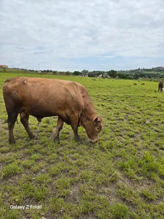 AMAZING COWS FOR SALE IN HAZELMERE VERULAM