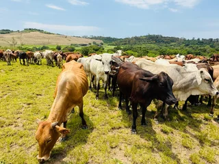 AMAZING COWS FOR SALE IN HAZELMERE VERULAM