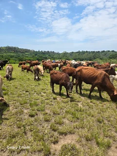 AMAZING COWS FOR SALE IN HAZELMERE VERULAM