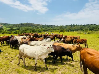 AMAZING COWS FOR SALE IN HAZELMERE VERULAM