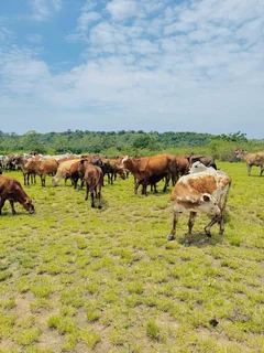 AMAZING COWS FOR SALE IN HAZELMERE VERULAM