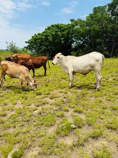 AMAZING COWS FOR SALE IN HAZELMERE VERULAM