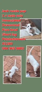 Jack russle male