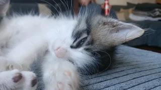 Maine coon cross kitten