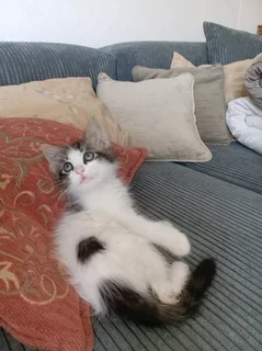 Maine coon cross kitten