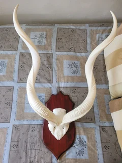 Kudu horns