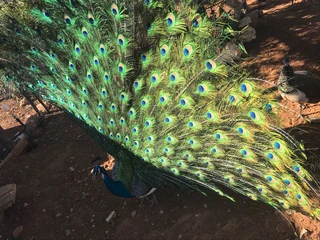 Peacocks seperate or breeding pair