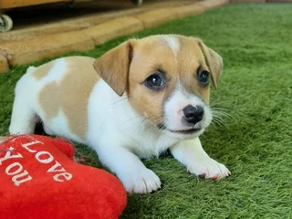 Jack Russell puppies