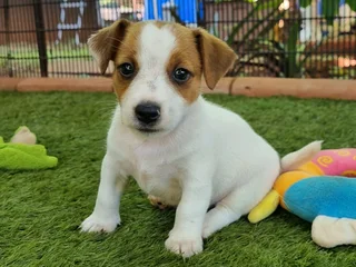 Jack Russell puppies