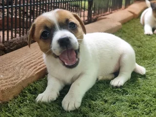 Jack Russell puppies