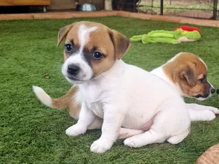 Jack Russell puppies
