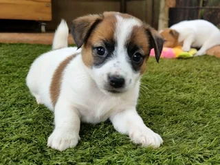 Jack Russell puppies