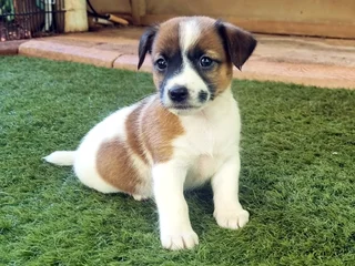 Jack Russell puppies