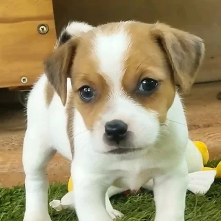 Jack Russell puppies