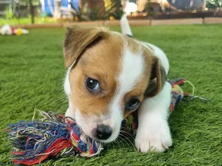Jack Russell puppies