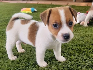 Jack Russell puppies