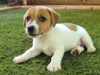 Jack Russell puppies