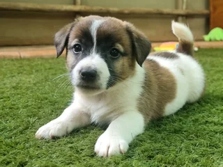 Jack Russell puppies