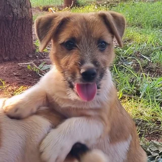 Jack Russell puppies - Rough Coat