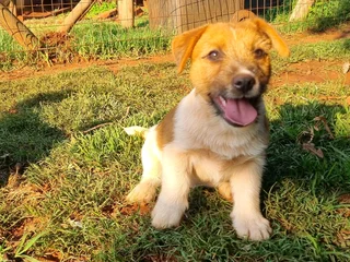 Jack Russell puppies - Rough Coat