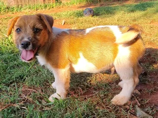 Jack Russell puppies - Rough Coat