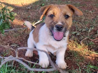 Jack Russell puppies - Rough Coat