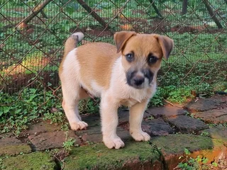Jack Russell puppies - Rough Coat