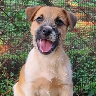 Jack Russell puppies - Rough Coat