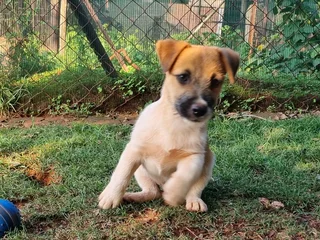 Jack Russell puppies - Rough Coat
