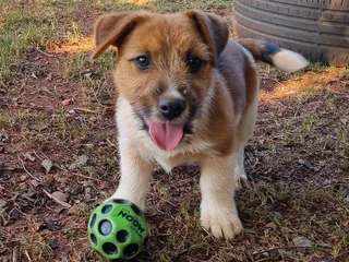 Jack Russell puppies - Rough Coat