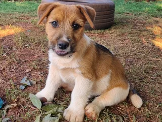 Jack Russell puppies - Rough Coat