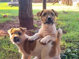 Jack Russell puppies - Rough Coat