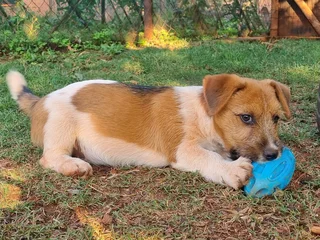 Jack Russell puppies - Rough Coat