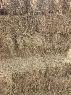 Eragrostis Square bales