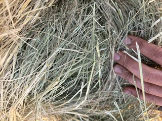Eragrostis bales