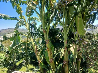 House for sale in a very relaxing area with a reasonable price