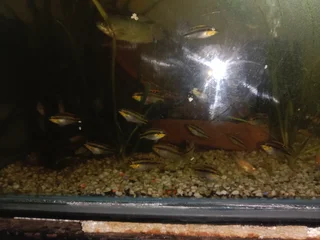 Kribensis &amp; Albino Cory&#39;s