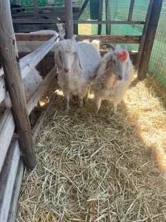 Angora goats