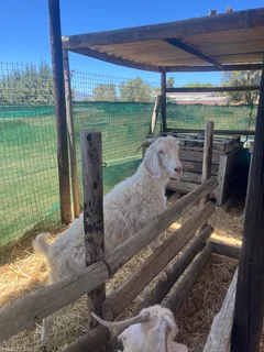 Angora goats